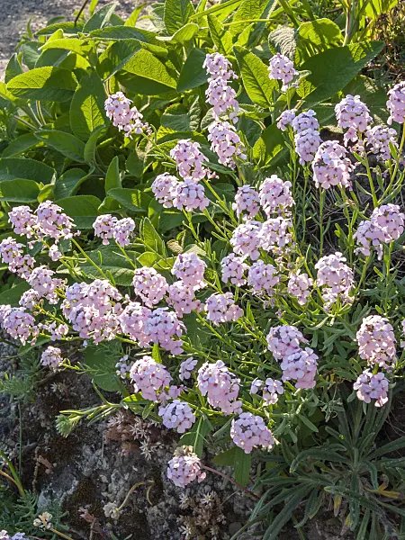 401276 - Persian stone cress (Aethionema grandiflorum)