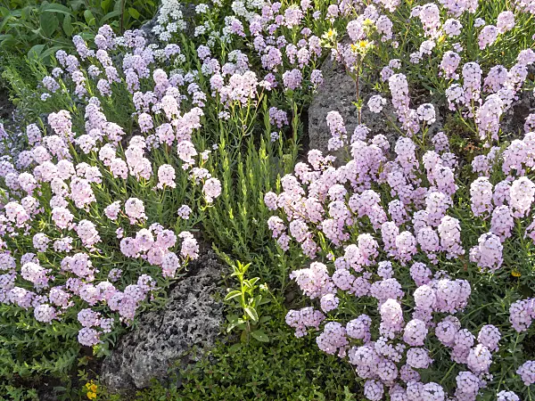 413032 - Persian stone cress (Aethionema grandiflorum)