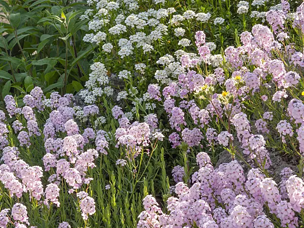 413033 - Persian stone cress (Aethionema grandiflorum)