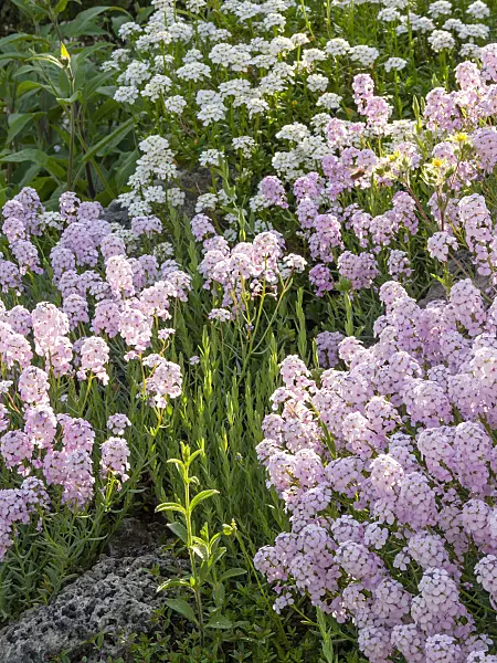 413034 - Persian stone cress (Aethionema grandiflorum)