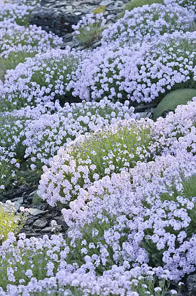 556039 - Persian stone cress (Aethionema grandiflorum)