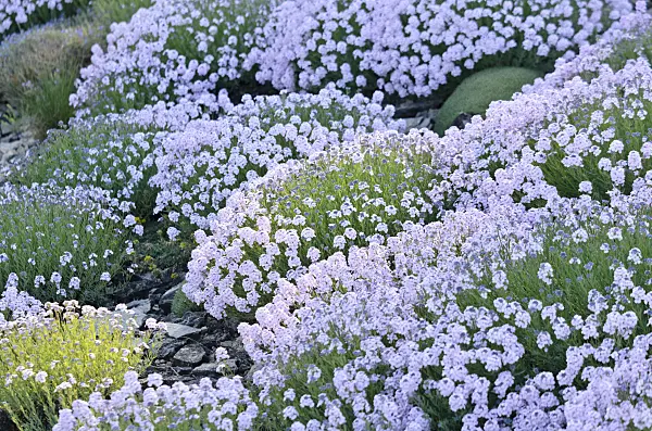 556040 - Persian stone cress (Aethionema grandiflorum)