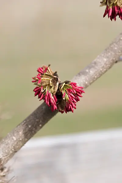 664282 - Persische Parrotie (Parrotia persica 'Fastigiata')