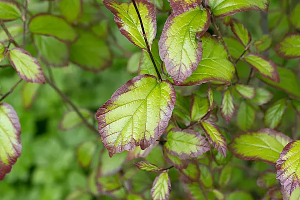 664284 - Persische Parrotie (Parrotia persica 'Persian Spire')