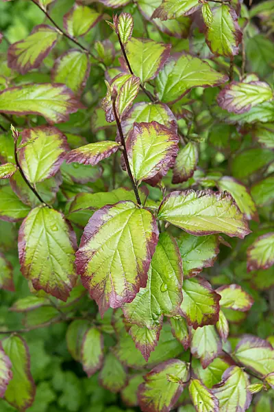 664285 - Persische Parrotie (Parrotia persica 'Persian Spire')