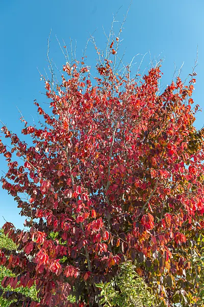 664283 - Persische Parrotie (Parrotia persica 'Vanessa')