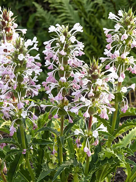 439005 - Persische Steppendistel (Morina longifolia)