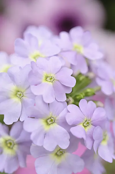 485032 - Peruanisches Eisenkraut (Verbena peruviana 'Vectura Lavender' syn. Glandularia peruviana 'Vectura Lavender')