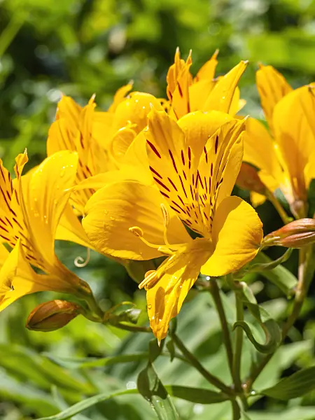 450047 - Peruvian lily (Alstroemeria aurea)