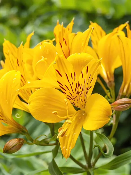 450048 - Peruvian lily (Alstroemeria aurea)