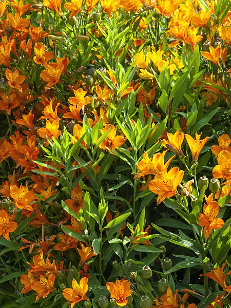 461121 - Peruvian lily (Alstroemeria aurea)