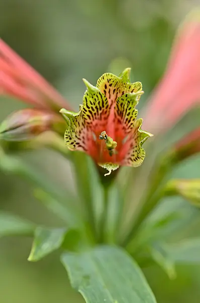 535171 - Peruvian lily (Alstroemeria brasiliensis)