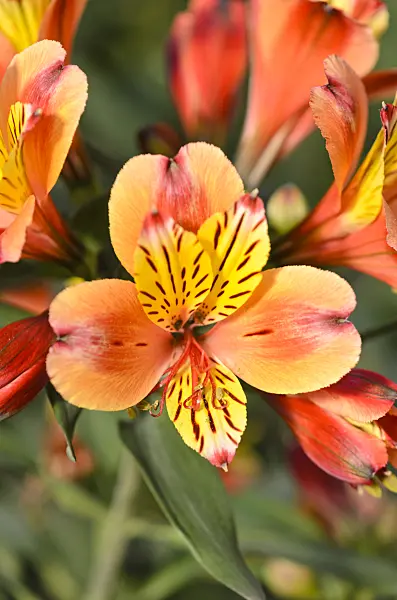 556037 - Peruvian lily (Alstroemeria Indian Summer)