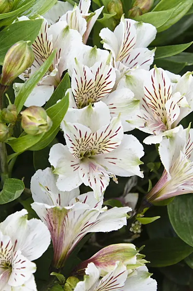 499150 - Peruvian lily (Alstroemeria Inticancha White)