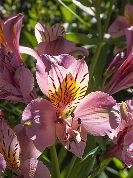 414141 - Peruvian lily (Alstroemeria ligtu)
