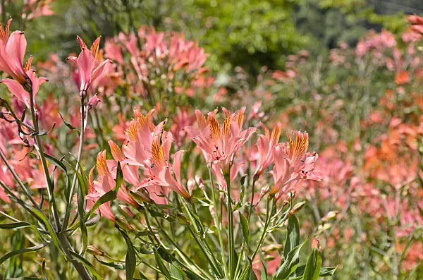 508425 - Peruvian lily (Alstroemeria ligtu)
