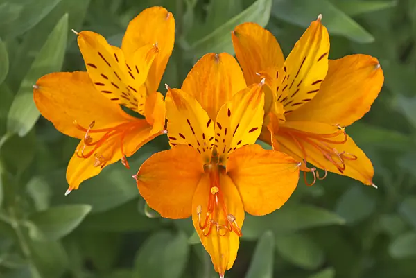 608145 - Peruvian lily (Alstroemeria ligtu)