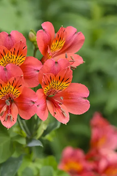 521307 - Peruvian lily (Alstroemeria Mars)