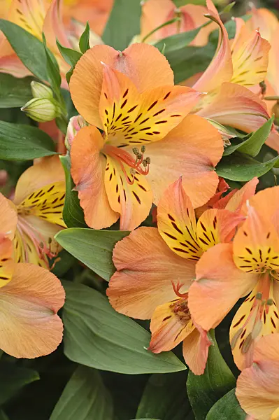 473217 - Peruvian lily (Alstroemeria Mathilde)