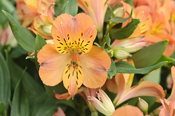 473218 - Peruvian lily (Alstroemeria Mathilde)