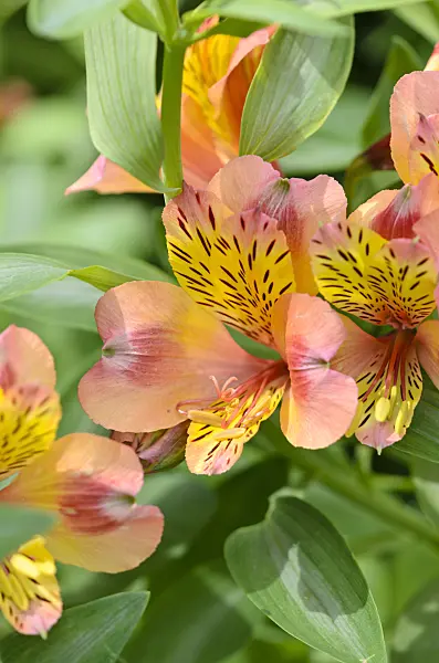 521303 - Peruvian lily (Alstroemeria Saturne)
