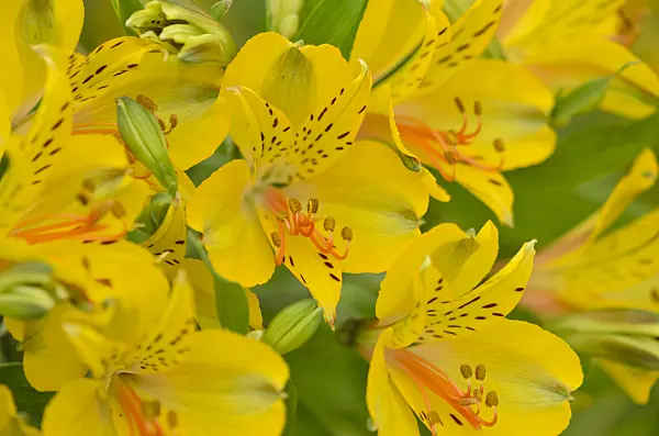 571072 - Peruvian lily (Alstroemeria Senna)