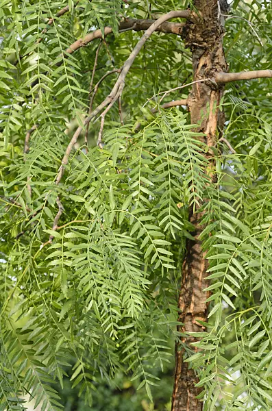 571053 - Peruvian pepper (Schinus molle)