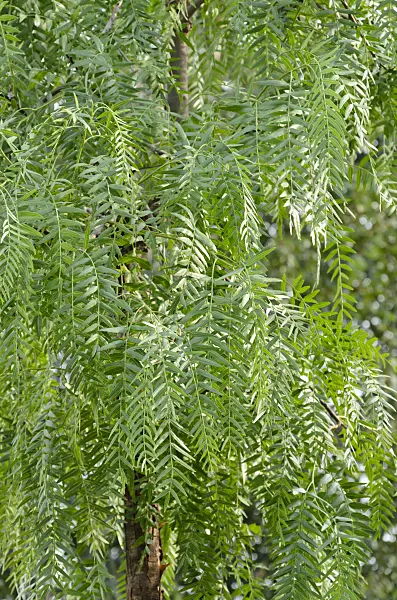571054 - Peruvian pepper (Schinus molle)