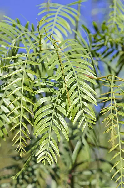 572084 - Peruvian pepper (Schinus molle)