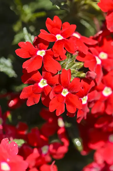 548032 - Peruvian vervain (Verbena peruviana 'Lascar Red with Eye' syn. Glandularia peruviana 'Lascar Red with Eye')