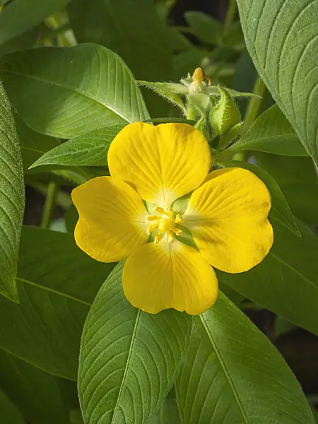 406012 - Peruvian water primrose (Ludwigia peruviana)
