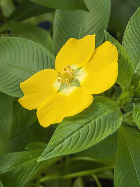 406013 - Peruvian water primrose (Ludwigia peruviana)