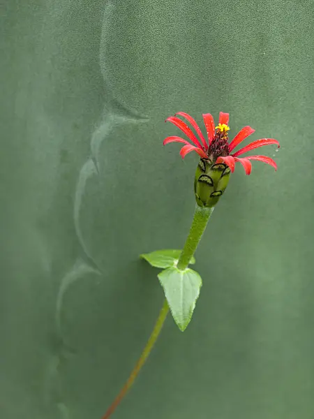 441056 - Peruvian zinnia (Zinnia peruviana)