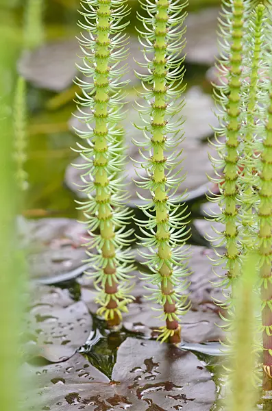 520409 - Pesse vulgaire (Hippuris vulgaris) et nénuphar (Nymphaea)