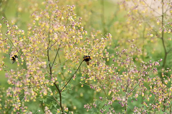 675377 - Petit pigamon (Thalictrum minus)