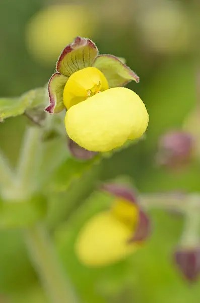525178 - Petite pantoufle (Calceolaria fiebrigiana)