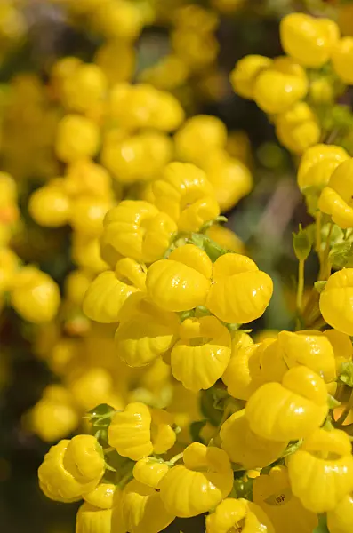 508447 - Petite pantoufle (Calceolaria salicifolia)