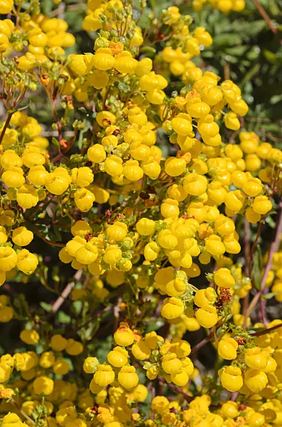 508448 - Petite pantoufle (Calceolaria salicifolia)
