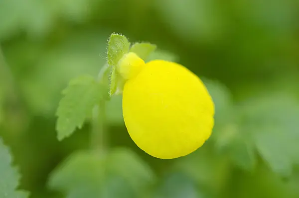 482029 - Petite pantoufle (Calceolaria triparitita)