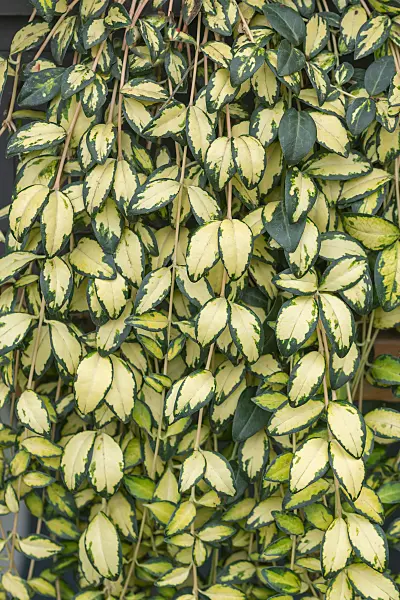 675383 - Petite pervenche (Vinca minor 'Illumination')