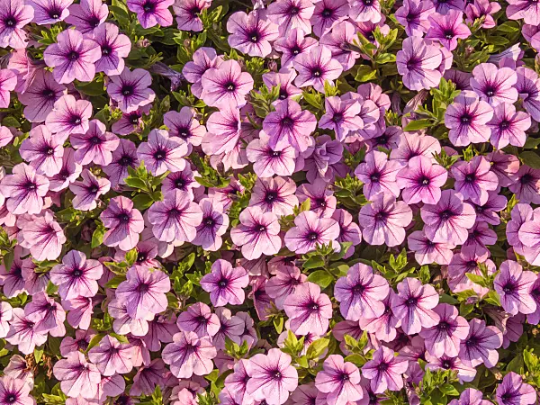 417027 - Petunia (Petunia)