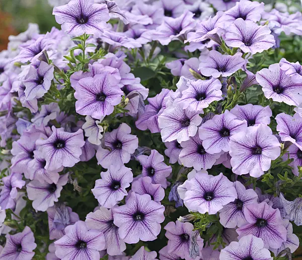 517094 - Petunia (Petunia Happytoonia Blue Vein)