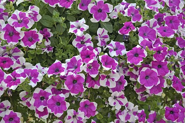 517095 - Petunia (Petunia Happytoonia Picotee Purple)