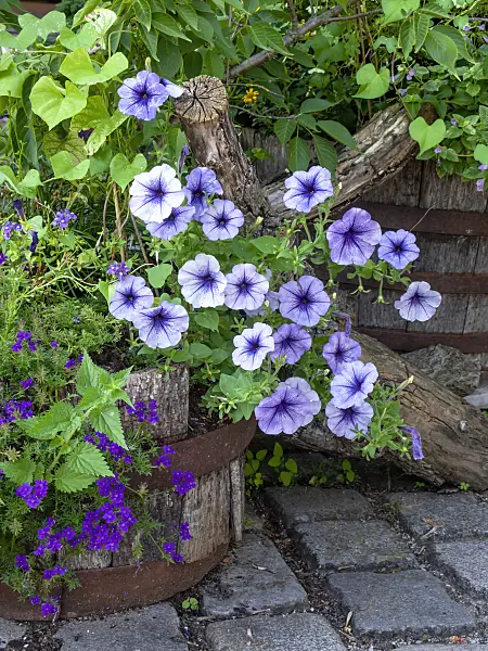 439294 - Petunia (Petunia) in a flower tub