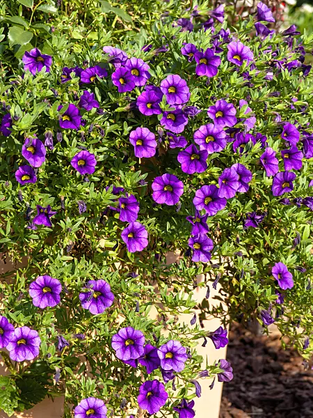 441181 - Petunia (Petunia) in a flower tub