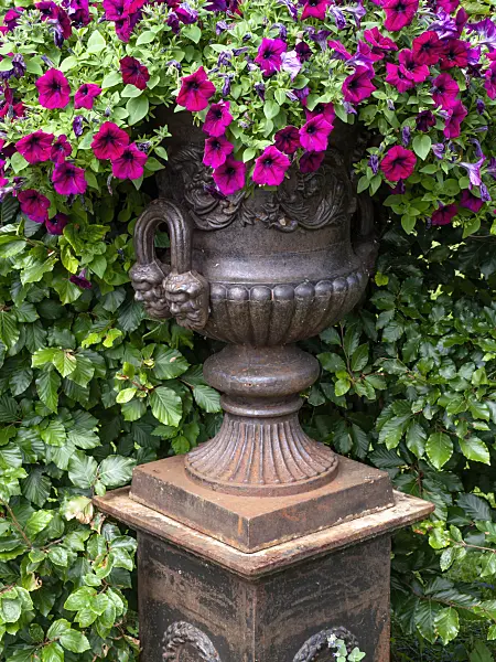 463113 - Petunia (Petunia) in a flower tub