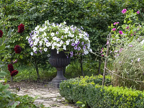 463118 - Petunia (Petunia) in a flower tub