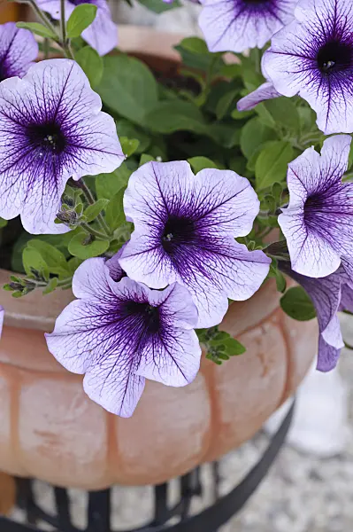 473128 - Petunia (Petunia) in a flower tub