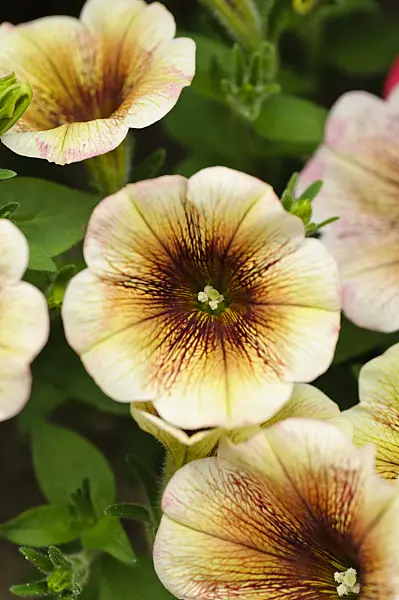 484089 - Petunia (Petunia Potunia Cappuccino)