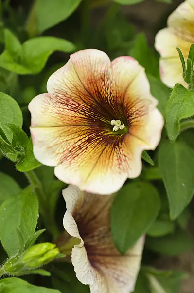 484090 - Petunia (Petunia Potunia Cappuccino)